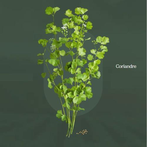 Visuel 3 du produit Infusion de Noël Yogi Tea édition Christmas Tea - la boîte carton de 17 sachets