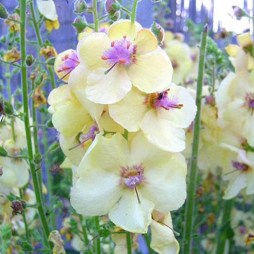 Visuel 1 du produit Verbascum - Le pot de 3 litres