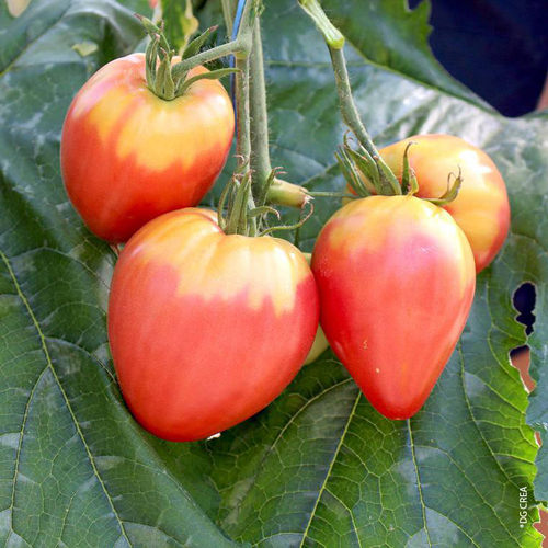 Visuel 1 du produit Tomate allongée Cœur de bœuf bio. La barquette de 3 plants