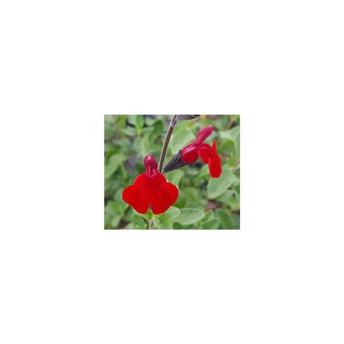 Visuel 1 du produit Sauge Salvia x Jamensis Rêve rouge Fauresal02 - Le pot de 5 litres