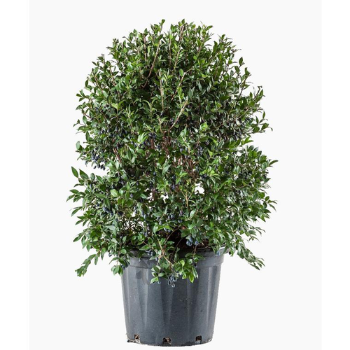 Visuel 1 du produit Myrtus Luma (Myrte du Chili) en pot de 30 L vert