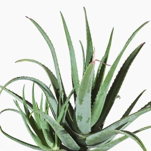 Visuel 1 du produit Aloe Vera Bio - Le pot de 9 cm