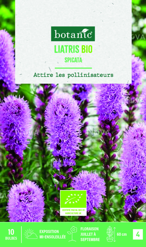 Visuel 1 du produit Bulbes de fleurs Liatris Spicata bio botanic® - 10 bulbes