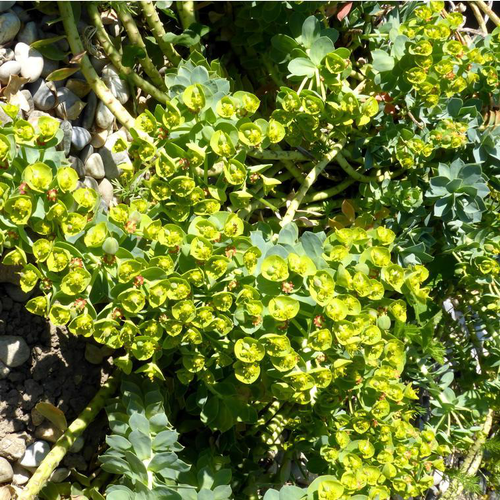 Visuel 1 du produit Euphorbe Myrsinites - Le pot de 10,5 cm