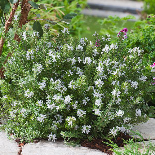 Visuel 1 du produit Westringia fruticosa. Le pot de 3 litres