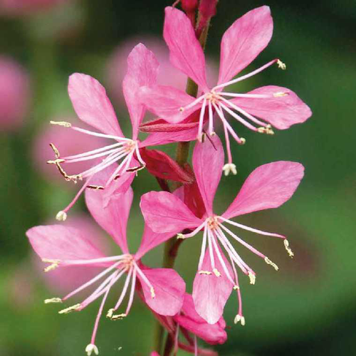 Visuel 1 du produit Gaura rose compact - Le pot de 4 litres