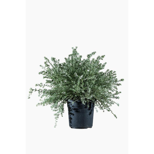 Visuel 1 du produit Westringia Fructicosa (Romarin d’Australie) en pot de 9 L bleu