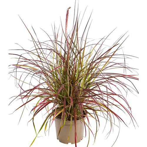 Visuel 1 du produit Pennisetum Fire Works - Le pot de 4 litres