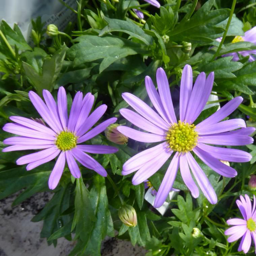 Visuel 1 du produit Brachycome ou Brachyscome à fleurs bleues - Le pot de 2 litres