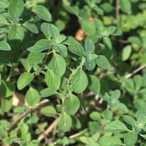 Visuel 1 du produit Marjolaine Bio. Le pot de 1 litre