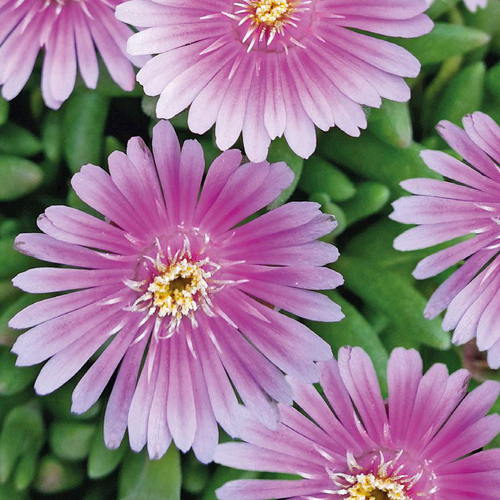 Visuel 1 du produit Delosperma 'Lido' Rose Borde Blanc - Le pot de 9x9 cm