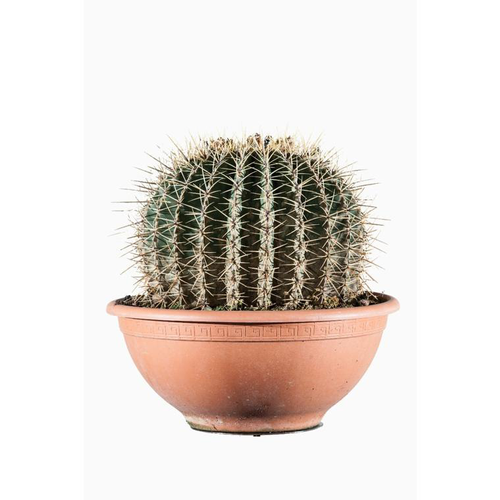 Visuel 1 du produit Ferocactus Histrix 35/40 vert