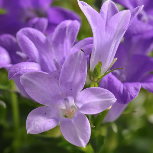 Visuel 1 du produit Campanule à fleurs bleues - Le pot de 0,5 litre