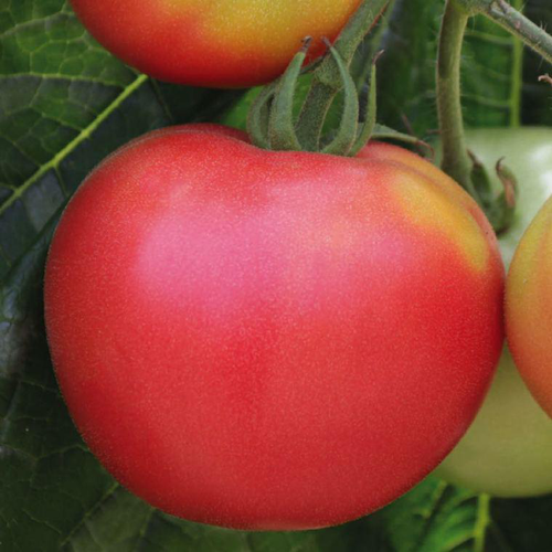 Visuel 1 du produit Tomate Ronde Rose De Berne Bio. La barquette de 3 plants