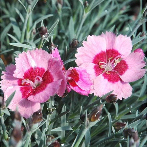 Visuel 1 du produit Oeillet Mignardise Cherry Daiquiri - Le pot de 2 litres