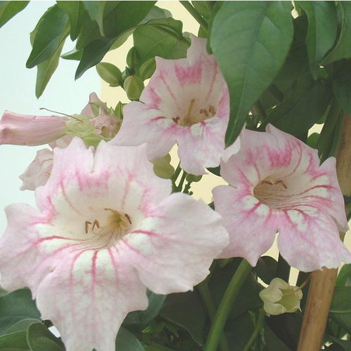 Visuel 1 du produit Pandorea Pyramide - Le pot de 3 litres