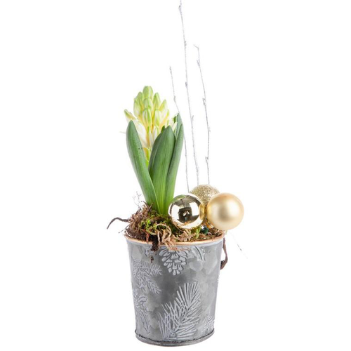 Visuel 1 du produit Composition de Noël jacinthe multicolore pot en zinc décor houx