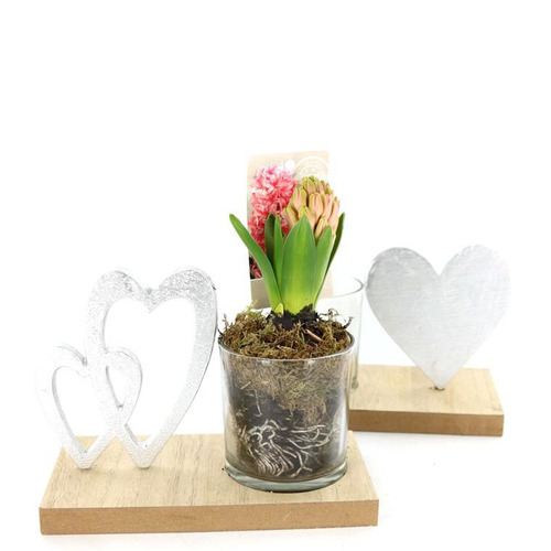 Visuel 1 du produit Jacinthe en pot . La composition déco de 18 cm