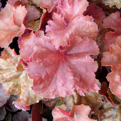 Visuel 1 du produit Heuchera 'Indian Summer Cranberry'® - Le pot de 2 litres