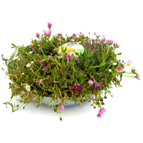 Visuel 1 du produit Delosperma Cooperi - La coupe de 27 cm