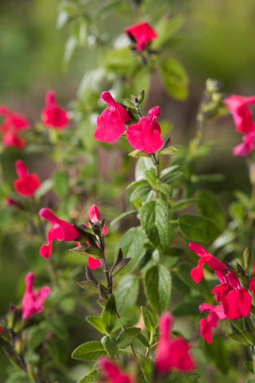 Visuel 1 du produit Sauge arbustive Microphylla botanic® rouge. Le pot de 2 L