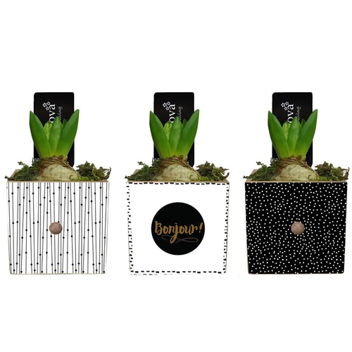 Visuel 1 du produit Jacinthe en pot déco carré de 9 cm