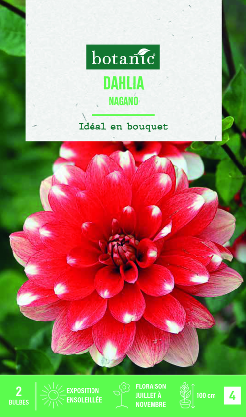 Visuel 1 du produit Bulbes de fleurs Dahlia décoratif Nagano botanic® - 2 bulbes