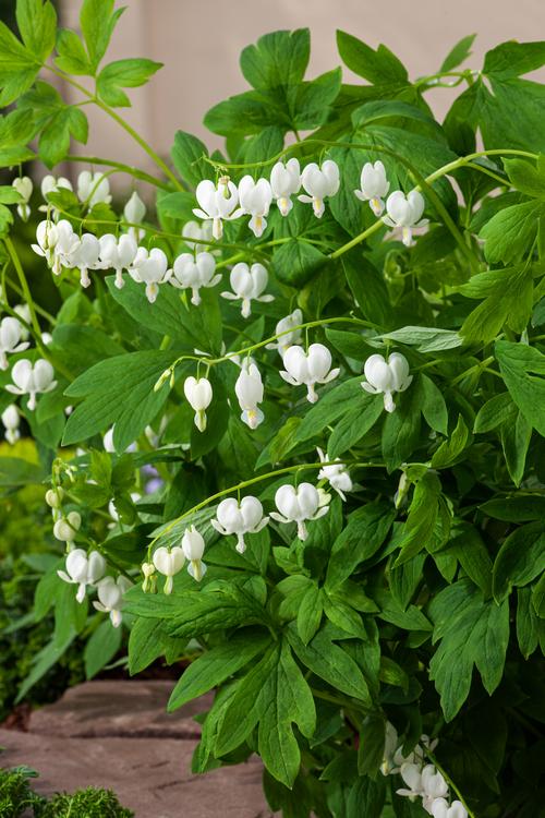 Visuel 1 du produit Cœur-de-Marie ‘Alba’ - Le pot de 2 litres