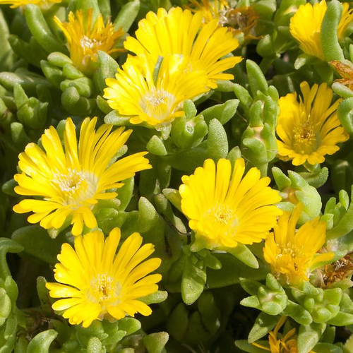 Visuel 1 du produit Delosperma Wheels Of Wonder Golden (jaune) - Le pot de 4 litres