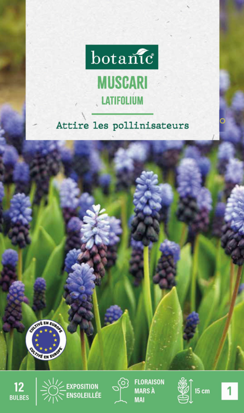 Visuel 1 du produit Muscari latifolium botanic® - 12 bulbes