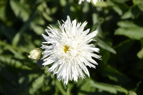Visuel 1 du produit Marguerite d’été ‘Santé’ - Le pot de 2 litres