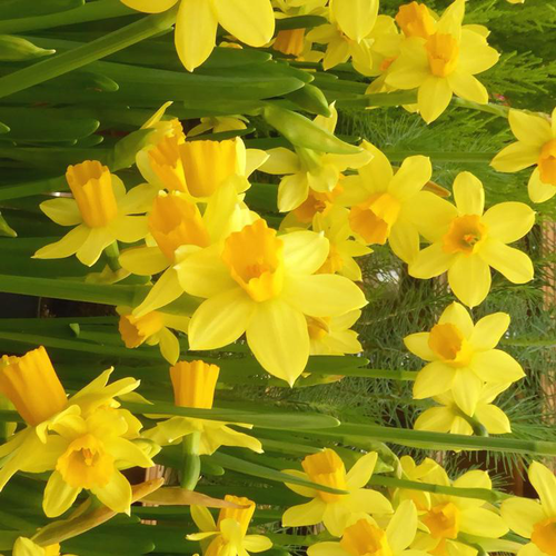 Visuel 1 du produit Narcisse Tete A Tete - Le pot de 20 cm