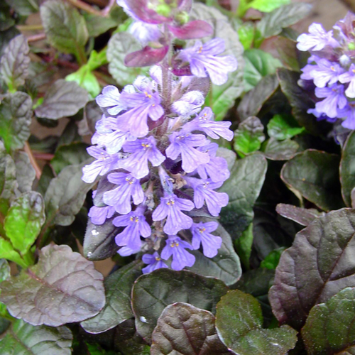 Visuel 1 du produit Ajuga Reptans Burgundy. Le pot de 10,5 cm