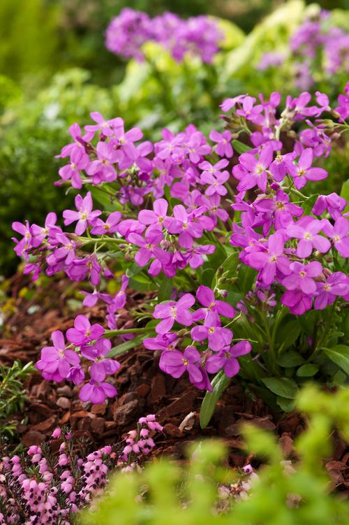 Visuel 1 du produit Arabette de Californie  - Le pot de 2 litres