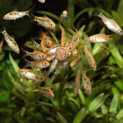 Visuel 4 du produit Nourriture en granulés pour poissons d'eau douce JBL ProNovo - 640g, contenance 1000ml