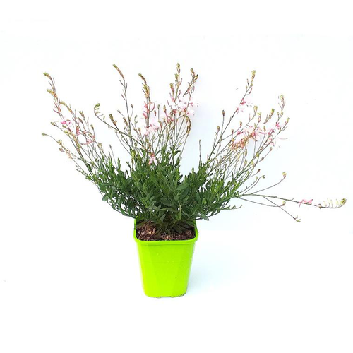 Visuel 1 du produit Gaura Lindheimeri Snow Fountain - Le pot de 4 litres