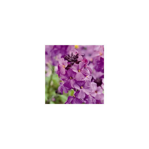 Visuel 1 du produit Giroflée de Madère - Le pot de 2,5 litres