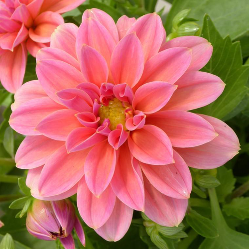 Visuel 1 du produit Dahlia - Le pot de 5 litres