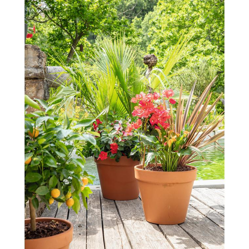 Visuel 2 du produit Terreau agrumes et plantes méditerranéennes botanic® - 20 L