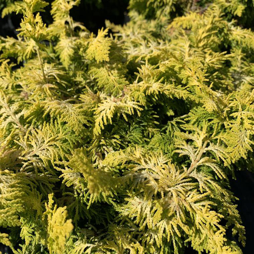 Visuel 1 du produit Cyprès du Japon Fernspray Gold sense. Le pot de 2 litres