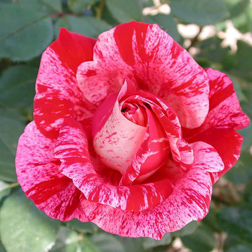 Visuel 1 du produit Rosier Henri Matisse® Deltisse coloris rose