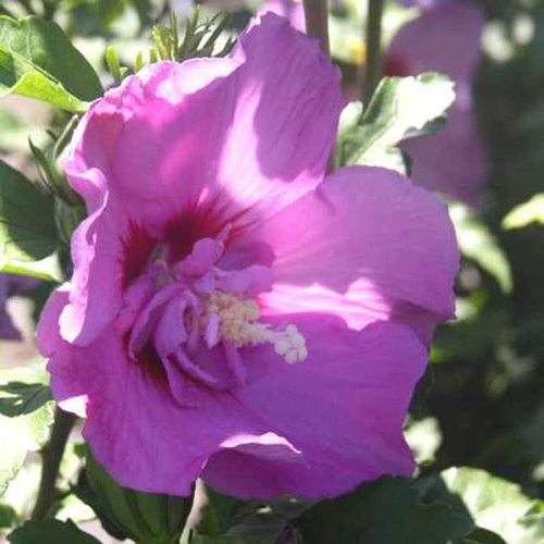 Visuel 1 du produit Hibiscus Syriacus ou Althéa Lavender Chiffon rose. Le pot de 4 litres