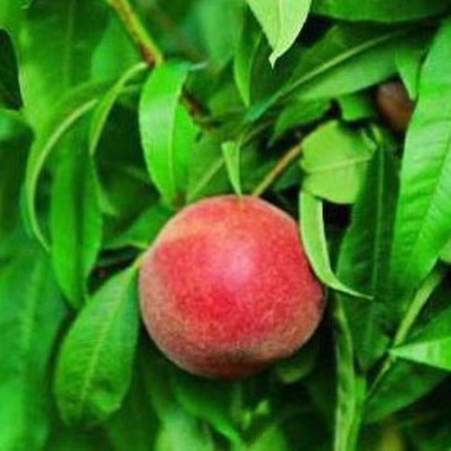 Visuel 1 du produit Pecher Grosse Mignonne. Le pot de 10 litres forme gobelet