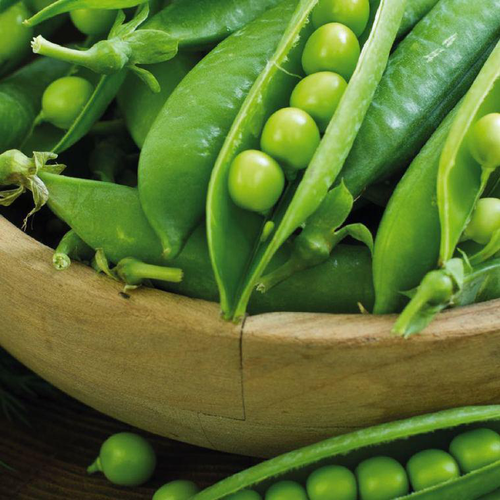 Visuel 1 du produit Petit Pois Maestro Bio. La barquette de 3 plants