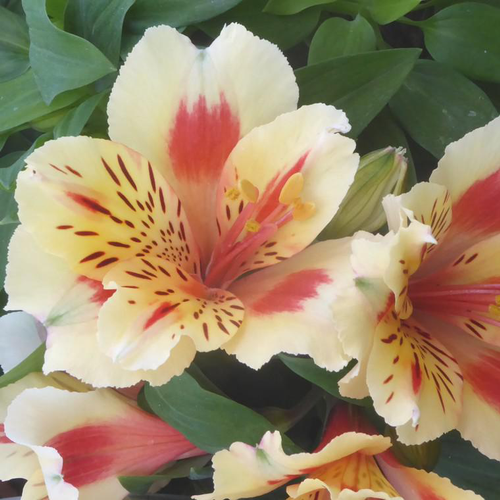 Visuel 1 du produit Alstroemère panaché à fleurs multicolores (Lis du Pérou) - Le pot de 3 litres