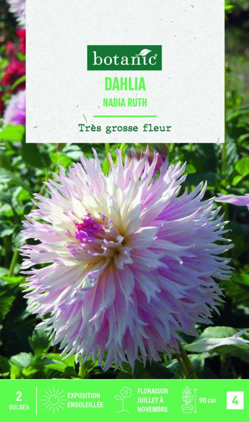 Visuel 1 du produit Bulbes de fleurs Dahlia Fimbriata Nadia Ruth botanic® - 2 bulbes