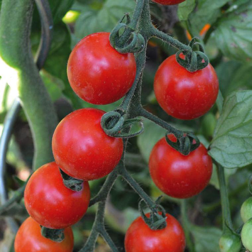 Visuel 1 du produit Tomate Cerise Miel Du Mexique Bio. La barquette de 3 plants