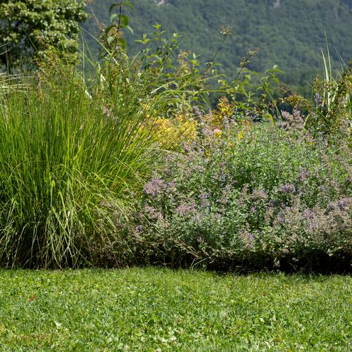 Visuel 2 du produit Graines de gazon à semer sports et jeux pour création botanic® - 5 kg
