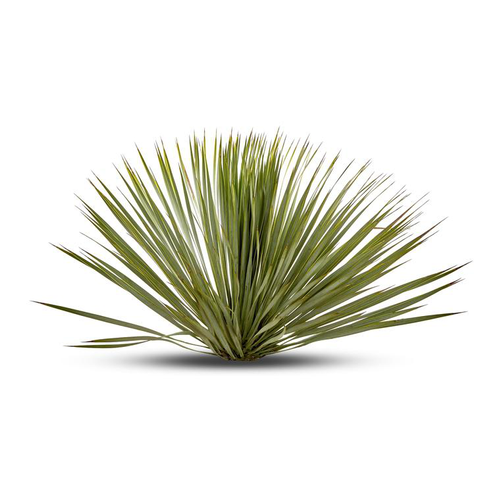 Visuel 1 du produit Yucca Rostrata vert. Le pot de 15 litres