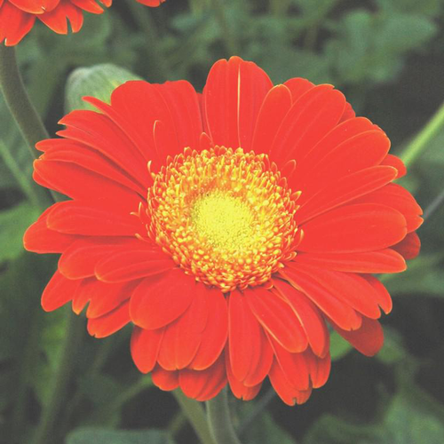 Visuel 1 du produit Gerbera - Le pot de 7,5 litres